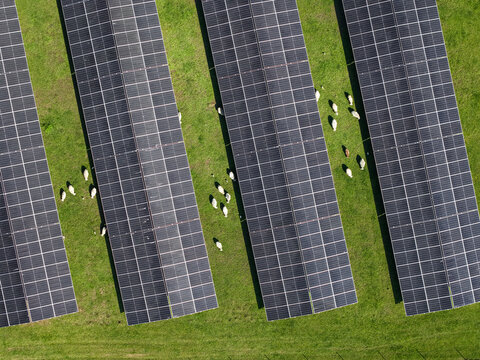 Aerial view of solar panels arranged in rows on a green grassy field with sheep grazing between them in The Basin, Victoria, Australia.