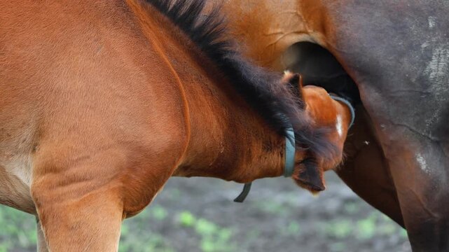A black mare and a young foal standing peacefully and grazing in a bright green field.