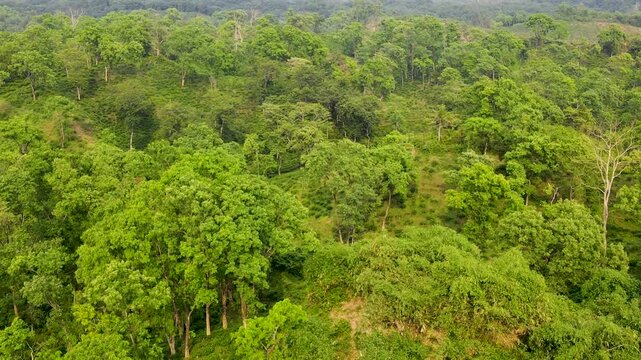 Scenic rolling forested hills of Hillock tea garden estate aerial view Sylhet Bangladesh