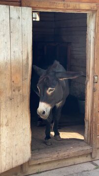 A sad little donkey stands on the threshold of its wooden barn house, looking lonely and melancholic in quiet countryside daylight, a candid authentic life moment
