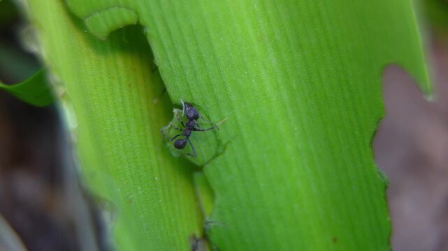 Common black ants (Acromyrmex lundii) eating the leaves of a madonna lily (Crinum moorei)