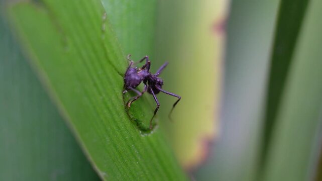 Common black ants (Acromyrmex lundii) eating the leaves of a madonna lily (Crinum moorei)