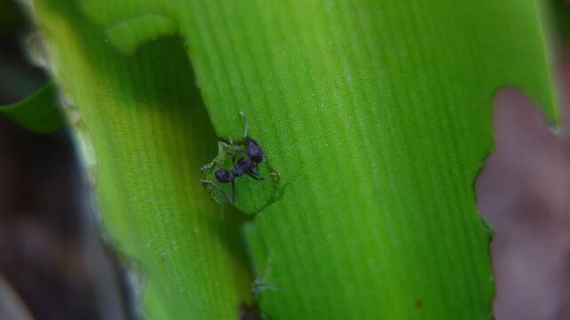 Common black ants (Acromyrmex lundii) eating the leaves of a madonna lily (Crinum moorei)