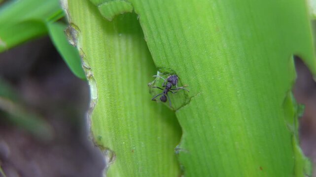 Common black ants (Acromyrmex lundii) eating the leaves of a madonna lily (Crinum moorei)