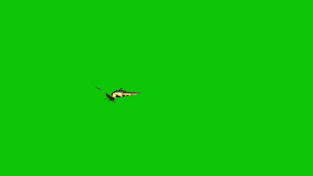 Purple butterfly flying animation on green screen, beautiful flapping wings in top view.