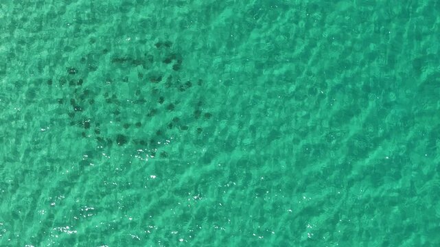 Aerial view of a school of sardines in the clear waters of La Ventana.