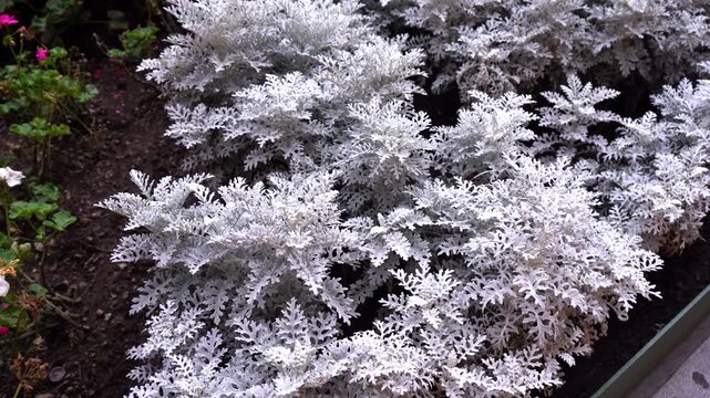 Dusty miller silver foliage fills garden bed, cineraria maritima plants grow in textured feathery clusters outdoors