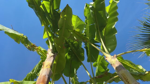 Low-angle view of a banana palm against a clear blue sky, showing lush green leaves reaching upward in a bright tropical setting