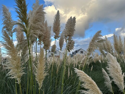 Residential grounds planted with tall ornamental pampas grass under a dramatic sky filled with sunlit clouds.