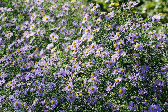 beautiful small purple aster flowers