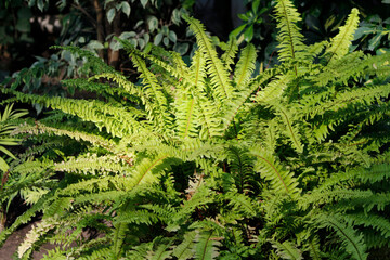 beautiful fern in the garden © laykamars