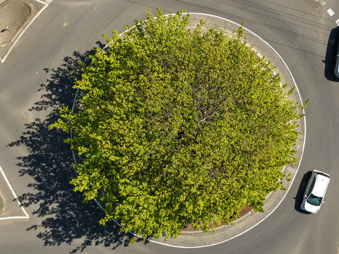 Aerial view of a large green tree in the center of a roundabout with a white car driving on the asphalt road in The Basin, Victoria, Australia.
