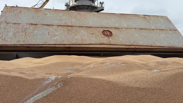 bulk carrier ship hatch covers of holds full of wheat opening.