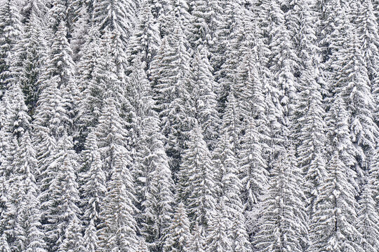 Aerial view of a dense forest of snow-covered pine trees in Madesimo, Lombardy, Italy.