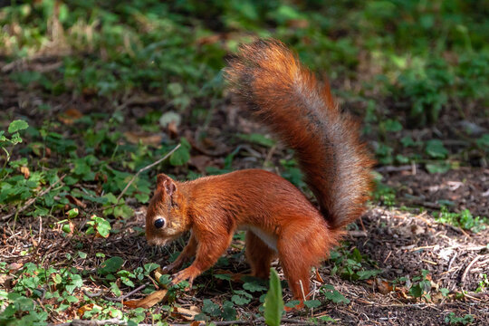 Cute red squirrel with a big fluffy tail standing on the ground and searching for food in the Lower Park of Peterhof, Saint Petersburg, Russia. 