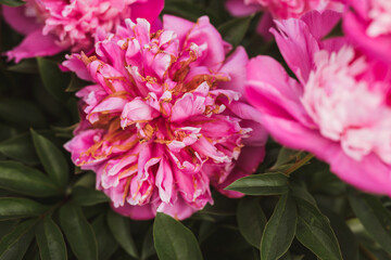 Dried up pink peonies in the garden © Laura