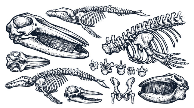 Ancient Marine Reptile Fossil Skeletons Illustration.