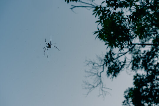 Large golden orb-weaver spider resembling Nephila pilipes among tree branches against the sky, Hong Kong - 10 September 2026.