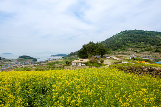 Bright yellow canola field spreading across an island hillside