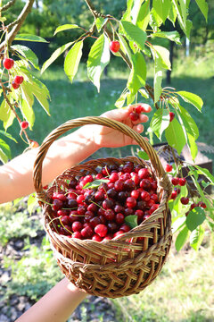 Child holding a wicker basket full of freshly picked ripe sweet cherries under the tree in orchard