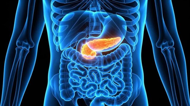 3D animation of human pancreas with highlighted inflammation or disease in the digestive system, a medical illustration for anatomy and organ function.