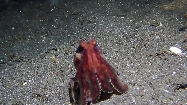 Coconut Octopus Crawling Across Sandy Seafloor Underwater