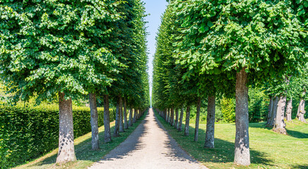 Obraz premium Symmetrical linden tree avenue in Fredensborg Palace Garden, historic formal park with a gravel path in summer.