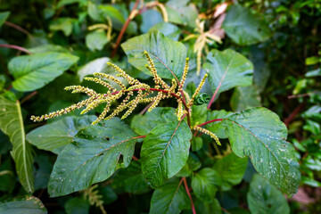 Obraz premium Close‑up of wild amaranth (Amaranthus viridis) with green leafy foliage and clusters of tiny yellow‑green flower buds in lush woodland setting.