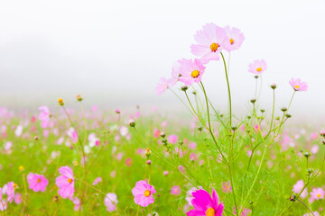 pink cosmos flower © mutai