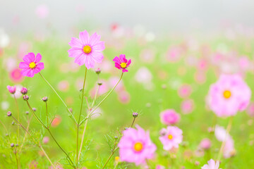 pink cosmos flower © mutai