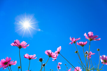 Fototapeta premium pink cosmos flowers and blue sky