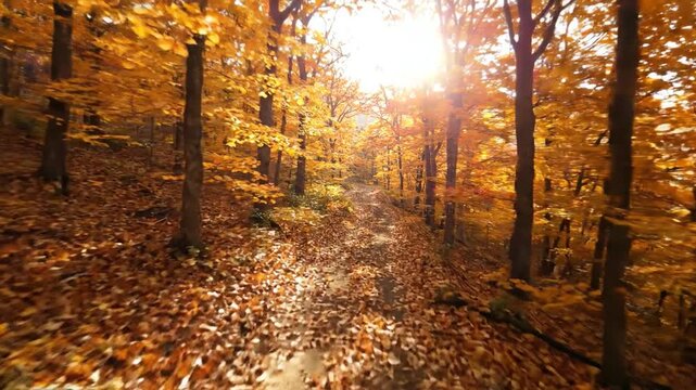 Autumn forest path covered in fallen leaves, vibrant orange and yellow foliage, sunlight filtering
