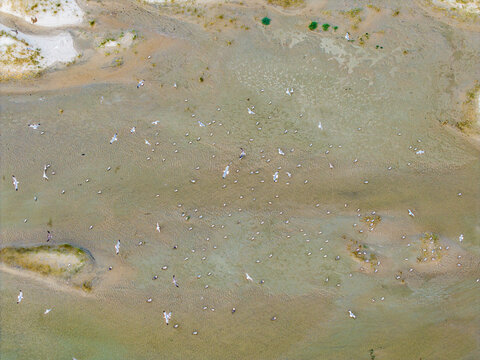 Aerial view of Baie d'Authie with a large flock of seagulls resting and flying over the wet sandy tidal flats in Fort-Mahon-Plage, Hauts-de-France, France.