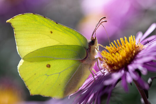 A close-up of a lemon butterfly searching for pollen and nectar on asters. The sun is shining from behind.