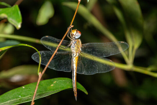 Wandering glider dragonfly (Pantala flavescens), also known as a globe skimmer or globe wanderer, perched on a twig, KwaZulu-Natal, South Africa