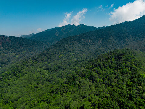 Aerial view of the lush green mountain slopes of Gunungsari in Bumiaji, featuring dense tropical forest canopy under a clear blue sky in Batu, East Java, Indonesia.