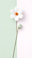 Fototapeta premium daisy flower on a white background