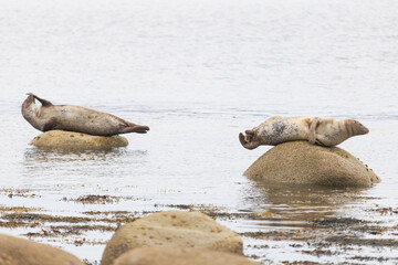 Two seals rest on submerged rocks near calm water © nicholasjermy