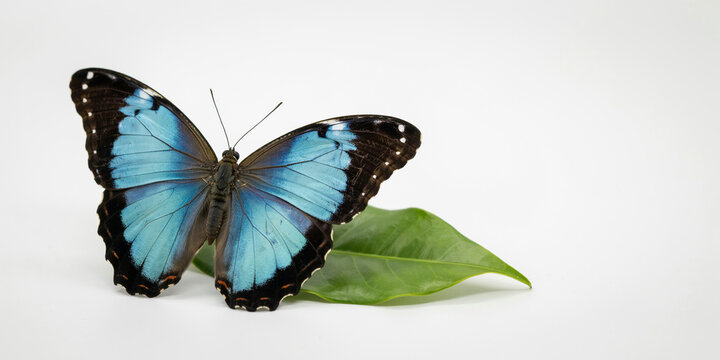 A blue morpho butterfly with black-bordered wings perched on a green leaf isolated on a plain white background
