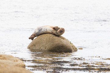 Seal rests atop a wet, rocky outcrop near shoreline © nicholasjermy