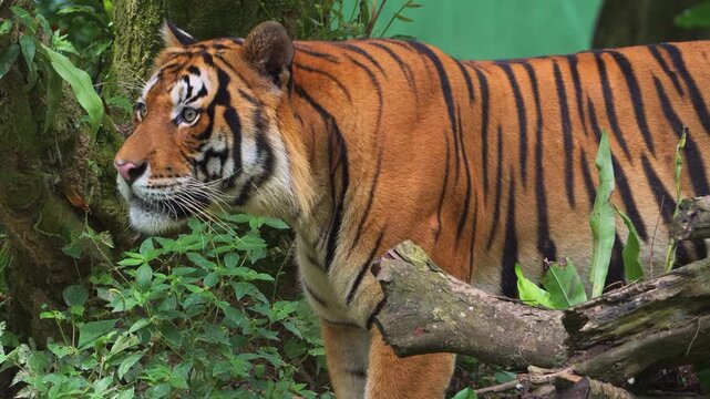 sumatran tiger walking in zoo close up wildlife nature scene