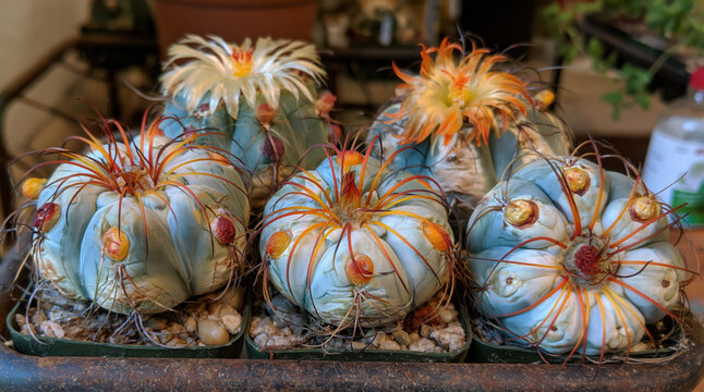 Blooming blue cactus succulent, round cactus flower, orange spine cactus, desert plant beauty