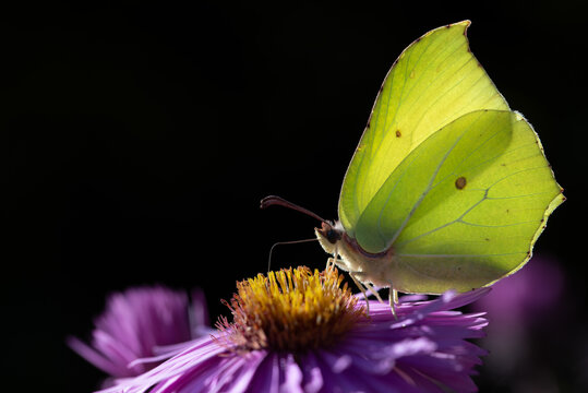A close-up of a lemon butterfly searching for pollen and nectar on asters. The background is dark.