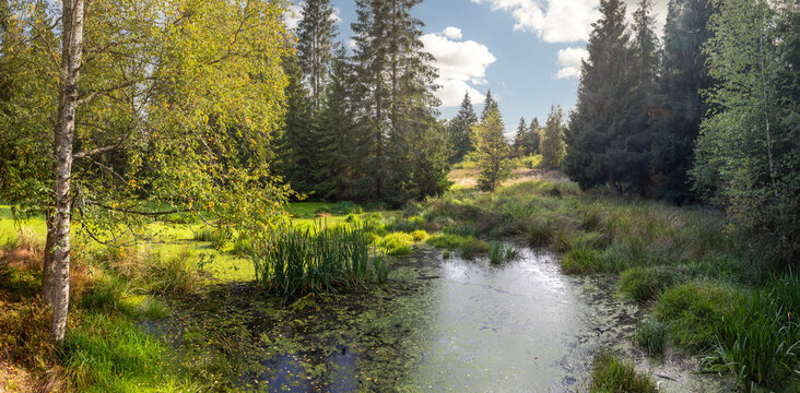 Bahnak pond surrounded by wetland vegetation and trees in the Kladska peat bog within the Slavkov Forest nature reserve, Czech republic