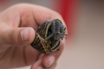 Child's hand holding a common garden snail © veronica