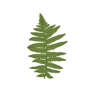 Green fern leaf. Wild forest fern frond. Woodland bracken plant perfect for outdoor adventure branding, camping lifestyle, hiking, tourism designs. Nature concept. Botanical isolated flat clipart