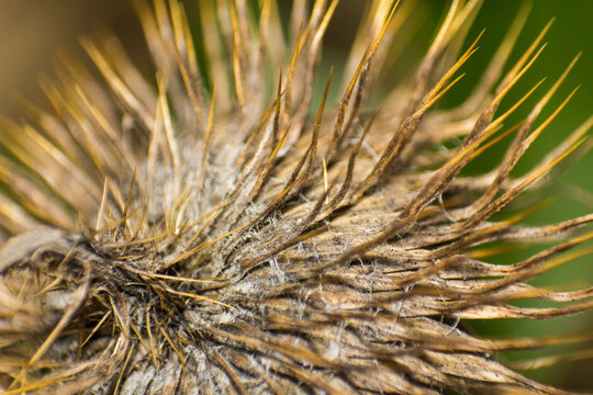 Macro Photo of Dry Spiky Burdock Burr with Sharp Thorns and Fuzzy Details