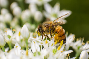 Honey Bee Collecting Golden Pollen from Delicate White Flower Blossoms © yashis007