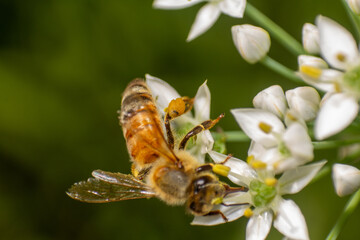 Honeybee Collecting Nectar and Pollen from Small White Flower in Garden © yashis007
