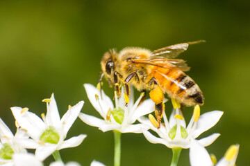 Honey Bee Collecting Yellow Pollen on Delicate White Flowers in Spring © yashis007